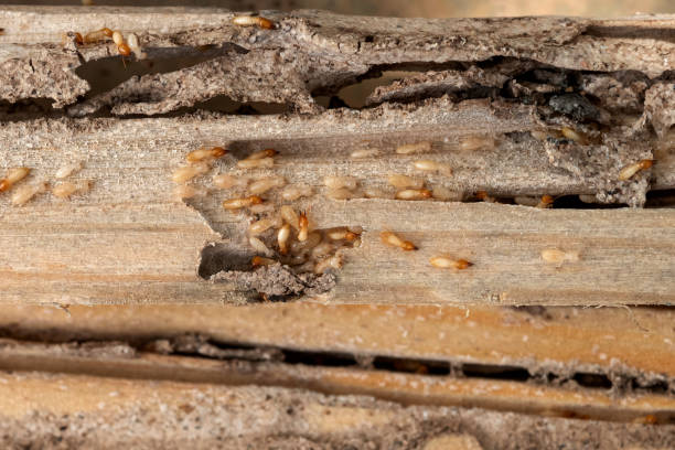 Professional Pest Control in Mcewen, TN