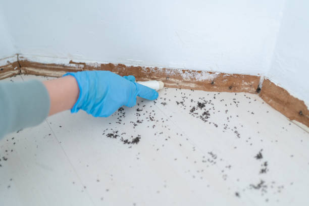 Best Best Pest Control Companies  in Mcewen, TN