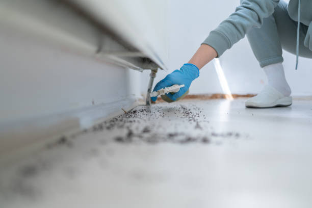 Best Flea Control Services  in Mcewen, TN